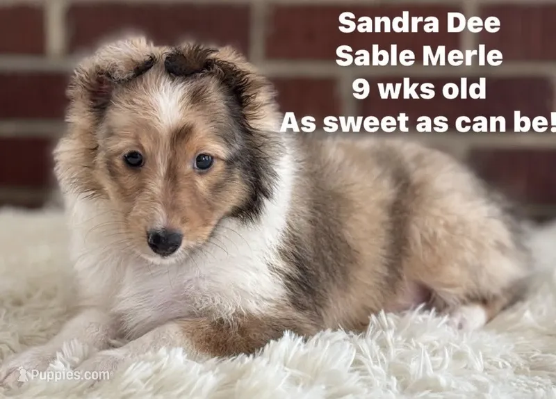 Sandra Dee AKC CH GCH Bloodline DNA Tested Parents  – Shetland Sheepdog puppy for sale in Tazewell, VA