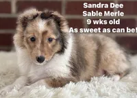Sandra Dee AKC CH GCH Bloodline DNA Tested Parents , a female Shetland Sheepdog for sale in Tazewell, VA – 1 of 7