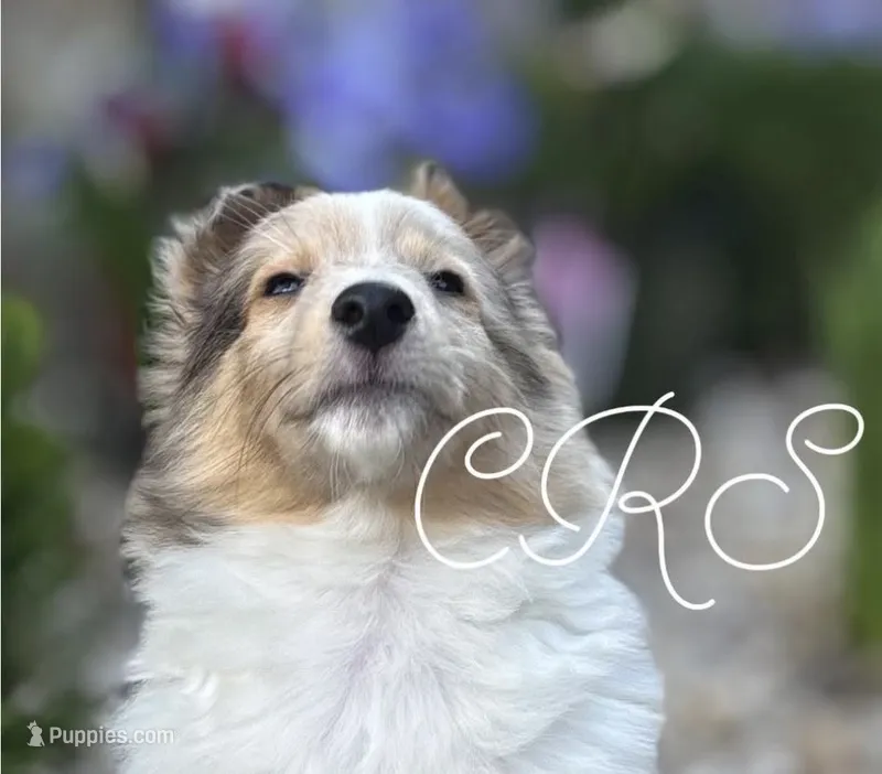 $1650  Firm! AKC DNA CH/GCH Available - Prince Charming - 1 blue eye “, a male Shetland Sheepdog for sale in Tazewell, VA – 1 of 10