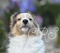 $1650  Firm! AKC DNA CH/GCH Available - Prince Charming - 1 blue eye “, a male Shetland Sheepdog for sale in Tazewell, VA – 1 of 10