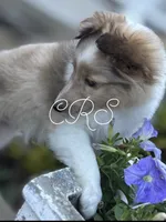 $1650  Firm! AKC DNA CH/GCH Available - Prince Charming - 1 blue eye “, a male Shetland Sheepdog for sale in Tazewell, VA – 4 of 10