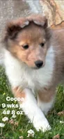 Cocoa Sable Merle-  $2250 AKC - CGH Genetically Health Tested Parents, a male Shetland Sheepdog for sale in Tazewell, VA – 8 of 10
