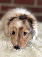 Sandra Dee AKC CH GCH Bloodline DNA Tested Parents , a female Shetland Sheepdog for sale in Tazewell, VA – 2 of 7
