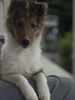 Daisy Mae -  $1999.00 AKC / CH/GCH bloodline Health Tested Parents, a female Shetland Sheepdog for sale in Tazewell, VA – 3 of 8