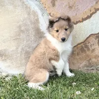 Cocoa Sable Merle-  $2250 AKC - CGH Genetically Health Tested Parents, a male Shetland Sheepdog for sale in Tazewell, VA – 5 of 10