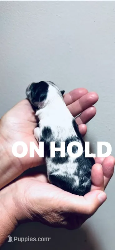 Bi- Blue Puppy  DNA Health Tested – Shetland Sheepdog puppy for sale in Tazewell, VA