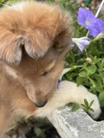 Cocoa Sable Merle-  $2250 AKC - CGH Genetically Health Tested Parents, a male Shetland Sheepdog for sale in Tazewell, VA – 6 of 10