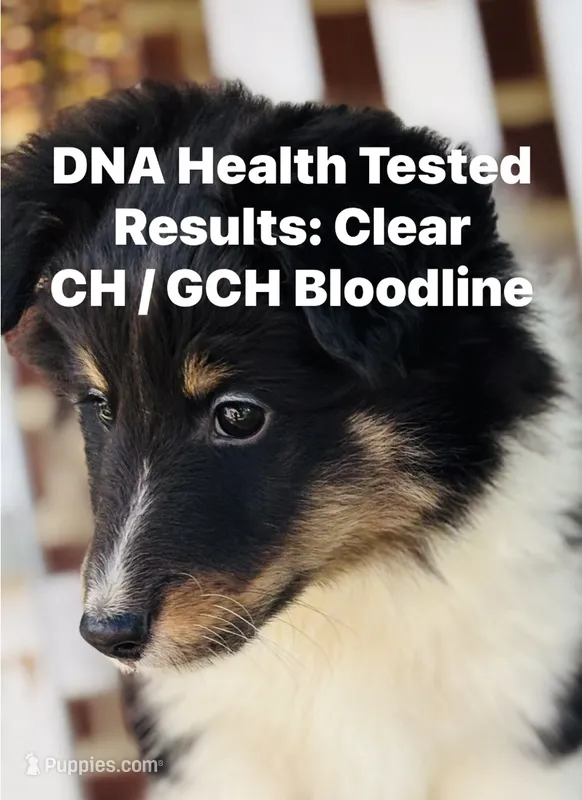 VA - Tri-Color AKC DNA Health Tested results Clear  – Shetland Sheepdog puppy for sale in Tazewell, VA