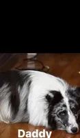 Daisy Mae -  $1999.00 AKC / CH/GCH bloodline Health Tested Parents, a female Shetland Sheepdog for sale in Tazewell, VA – 8 of 8
