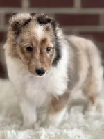 Sandra Dee AKC CH GCH Bloodline DNA Tested Parents , a female Shetland Sheepdog for sale in Tazewell, VA – 5 of 7