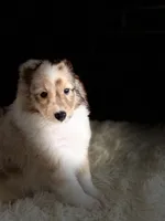 Sandra Dee AKC CH GCH Bloodline DNA Tested Parents , a female Shetland Sheepdog for sale in Tazewell, VA – 3 of 7