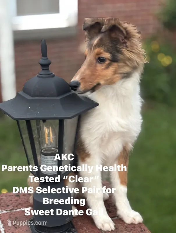 Daisy Mae -  $1999.00 AKC / CH/GCH bloodline Health Tested Parents – Shetland Sheepdog puppy for sale in Tazewell, VA