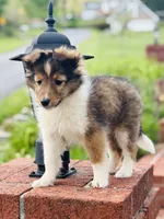 Daisy Mae -  $2250  2lbs 8 ozs AKC / CGH/ Health Tested Parents, a female Shetland Sheepdog for sale in Tazewell, VA – 6 of 10