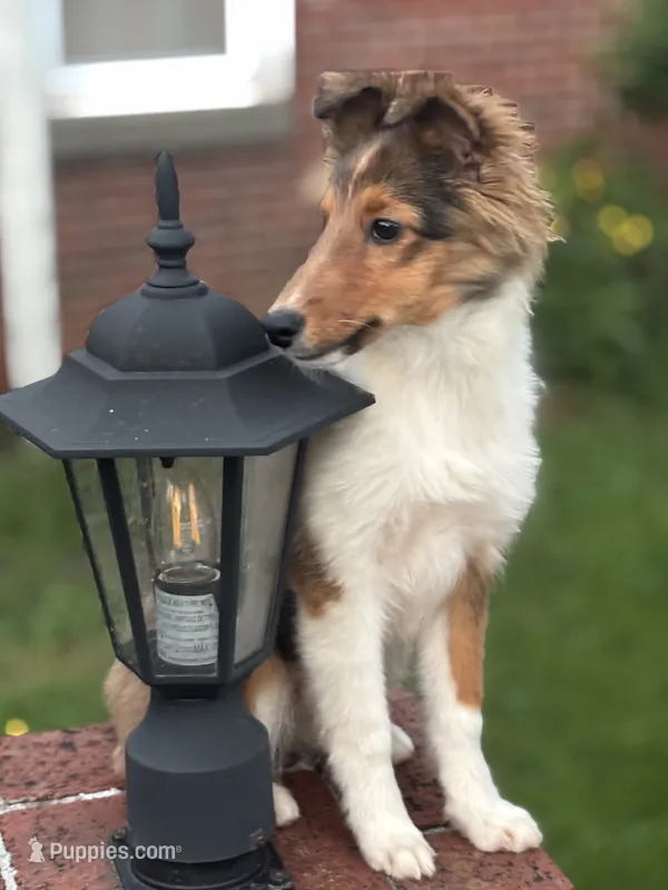 Daisy Mae -  $1999.00 AKC / CH/GCH bloodline Health Tested Parents – Shetland Sheepdog puppy for sale in Tazewell, VA