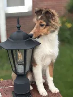 Daisy Mae -  $1999.00 AKC / CH/GCH bloodline Health Tested Parents, a female Shetland Sheepdog for sale in Tazewell, VA – 1 of 8