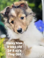 Daisy Mae -  $2250  2lbs 8 ozs AKC / CGH/ Health Tested Parents, a female Shetland Sheepdog for sale in Tazewell, VA – 1 of 10