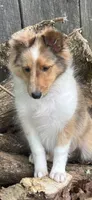 Sandra Dee “ Summer SALE” AKC CH DNA Paired / Health Tested Parents , a female Shetland Sheepdog for sale in Tazewell, VA – 4 of 8