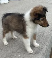 Daisy Mae -  $2250  2lbs 8 ozs AKC / CGH/ Health Tested Parents, a female Shetland Sheepdog for sale in Tazewell, VA – 10 of 10