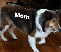 Daisy Mae -  $1999.00 AKC / CH/GCH bloodline Health Tested Parents, a female Shetland Sheepdog for sale in Tazewell, VA – 7 of 8