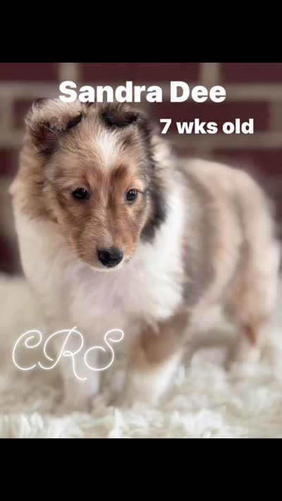 Sandra Dee AKC CH GCH Bloodline DNA Tested Parents , a female Shetland Sheepdog for sale in Tazewell, VA – 4 of 7