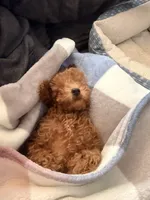 Lexi, a female Poodle - Toy  for sale in Bowling Green, KY – 5 of 5