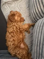 Lexi, a female Poodle - Toy  for sale in Bowling Green, KY – 3 of 5