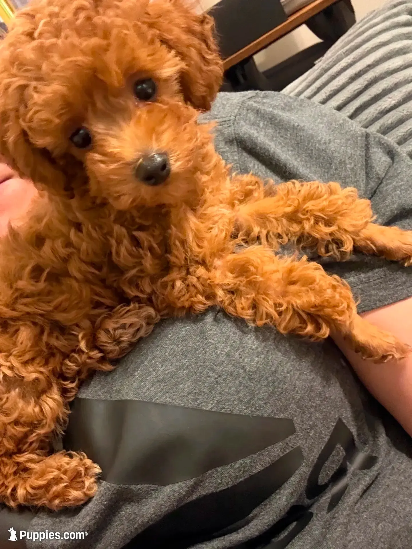 Lexi, a female Poodle - Toy  for sale in Bowling Green, KY – 2 of 5