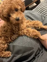 Lexi, a female Poodle - Toy  for sale in Bowling Green, KY – 4 of 5