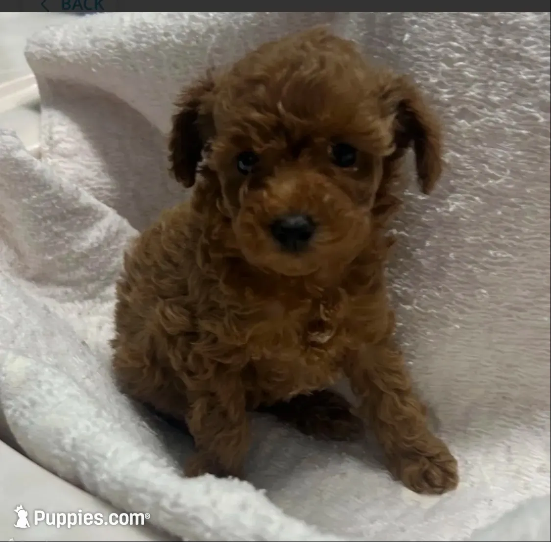 Lexi, a female Poodle - Toy  for sale in Bowling Green, KY – 1 of 5