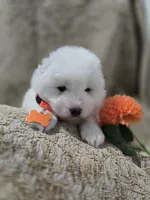 processed/8c691255-ab0f-46e7-ba26-f8e6a8aaa6dc/listing/03a23667-70f1-4480-a63e-ffcad7b11331/5c302146-d063-4ae2-b1bc-8613588656a9