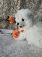 processed/8c691255-ab0f-46e7-ba26-f8e6a8aaa6dc/listing/03a23667-70f1-4480-a63e-ffcad7b11331/821274fa-ce7e-438b-aaf7-16c8a145a920