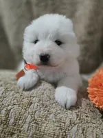 processed/8c691255-ab0f-46e7-ba26-f8e6a8aaa6dc/listing/03a23667-70f1-4480-a63e-ffcad7b11331/b90eb5fc-9a83-4510-9830-b91bc92949d7