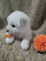 processed/8c691255-ab0f-46e7-ba26-f8e6a8aaa6dc/listing/03a23667-70f1-4480-a63e-ffcad7b11331/d6936309-f103-4ad4-8b40-513402693485