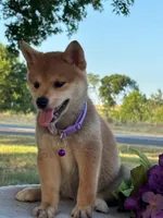 Nova, a female Shiba Inu for sale in Itasca, TX – 2 of 6