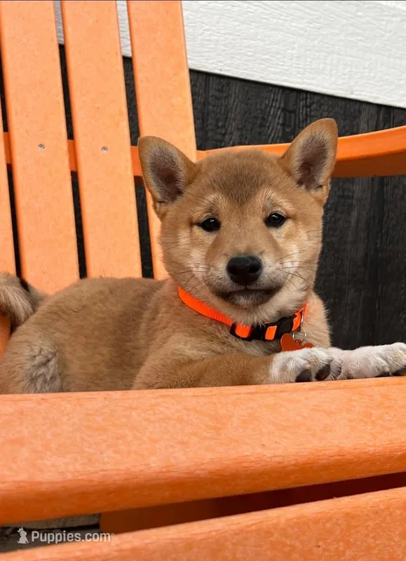 Ciro – Shiba Inu puppy for sale in Itasca, TX