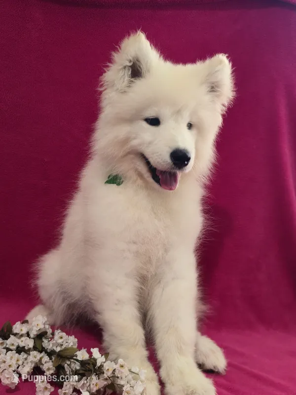 Zimba – Samoyed puppy for sale in Itasca, TX