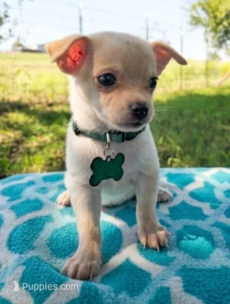 Leo – Chihuahua puppy for sale in Itasca, TX