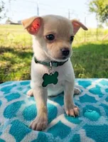 Leo, a male Chihuahua for sale in Itasca, TX – 1 of 1