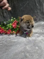 processed/8c691255-ab0f-46e7-ba26-f8e6a8aaa6dc/listing/19322478-01fe-4f69-aa3d-7852b28e6e0c/745b81b7-da7e-467e-901e-aa52478459e6