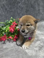 processed/8c691255-ab0f-46e7-ba26-f8e6a8aaa6dc/listing/19322478-01fe-4f69-aa3d-7852b28e6e0c/a2971d81-9c06-41c2-b6df-6616ce535c2c