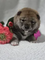 processed/8c691255-ab0f-46e7-ba26-f8e6a8aaa6dc/listing/19322478-01fe-4f69-aa3d-7852b28e6e0c/fad55094-4753-4c53-9fb3-e17a5998b52d