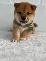 Maya, a female Shiba Inu for sale in Itasca, TX – 1 of 4
