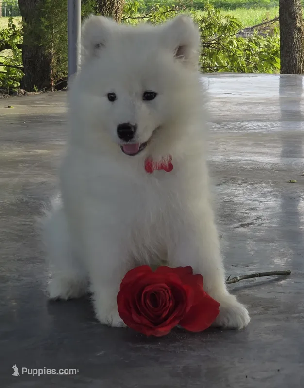 Boris – Samoyed puppy for sale in Itasca, TX