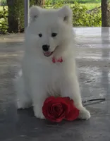 Boris, a male Samoyed for sale in Itasca, TX – 1 of 3