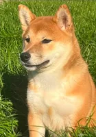 Zara, a female Shiba Inu for sale in Itasca, TX – 4 of 4