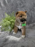 processed/8c691255-ab0f-46e7-ba26-f8e6a8aaa6dc/listing/32a25e10-a282-4143-8a9d-92b52b3a23d0/4f4e2ab9-ecac-4b42-96f8-075af248aaf1