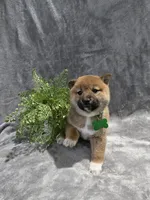 processed/8c691255-ab0f-46e7-ba26-f8e6a8aaa6dc/listing/32a25e10-a282-4143-8a9d-92b52b3a23d0/d353e998-9f2e-4ba2-9245-e7b61f9cdf1b