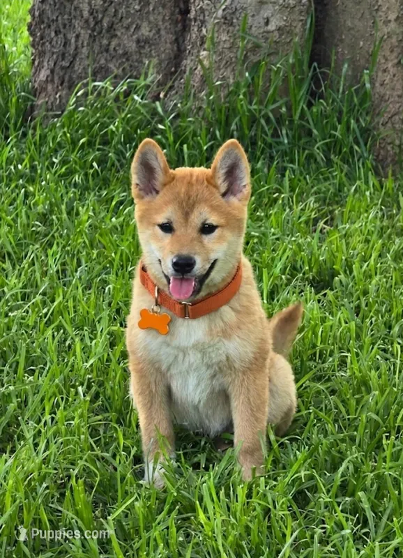 Akiro – Shiba Inu puppy for sale in Itasca, TX
