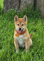 Akiro, a male Shiba Inu for sale in Itasca, TX – Photo 1 of 2