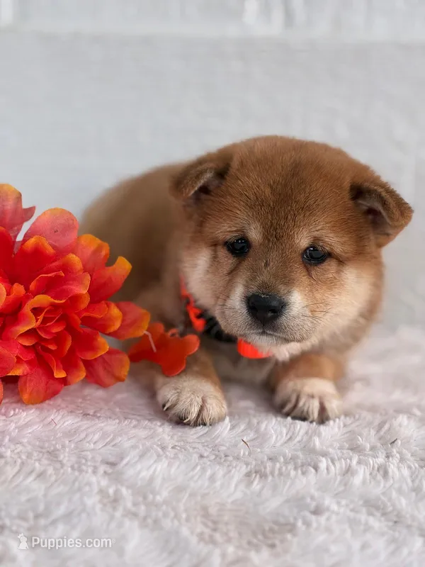 Mika – Shiba Inu puppy for sale in Itasca, TX